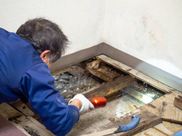 Best Commercial Mold Removal  in Monahans, TX