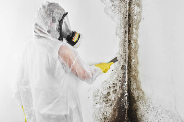 Best Mold Testing  in Monahans, TX