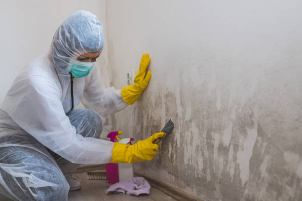 Best Fast Mold Removal  in Monahans, TX
