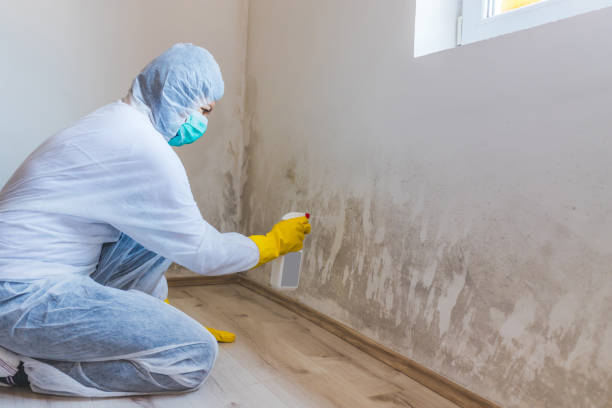 Best Black Mold Removal  in Monahans, TX