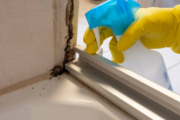 Best Mold Removal Company Near Me  in Monahans, TX