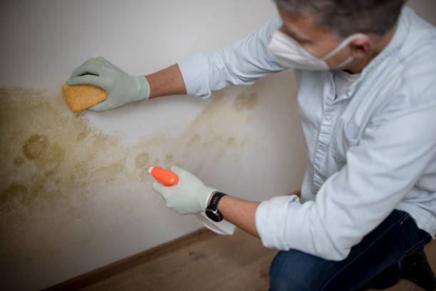 Best Crawl Space Mold Removal  in Monahans, TX