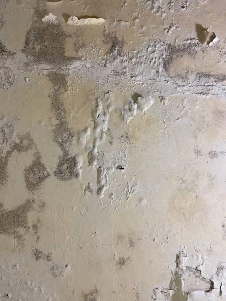 Best Same-Day Mold Removal  in Monahans, TX