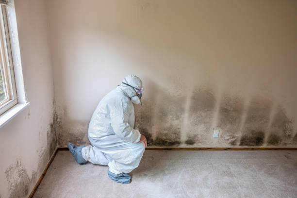 Best Best Mold Removal Companies  in Monahans, TX