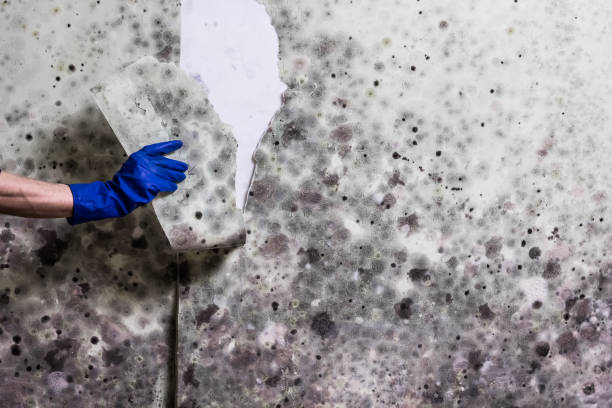 Best Office Mold Removal Services  in Monahans, TX