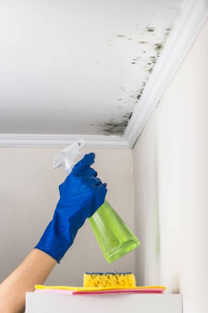 Home Mold Removal in Monahans, TX