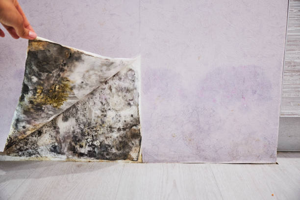 Best Affordable Mold Removal  in Monahans, TX